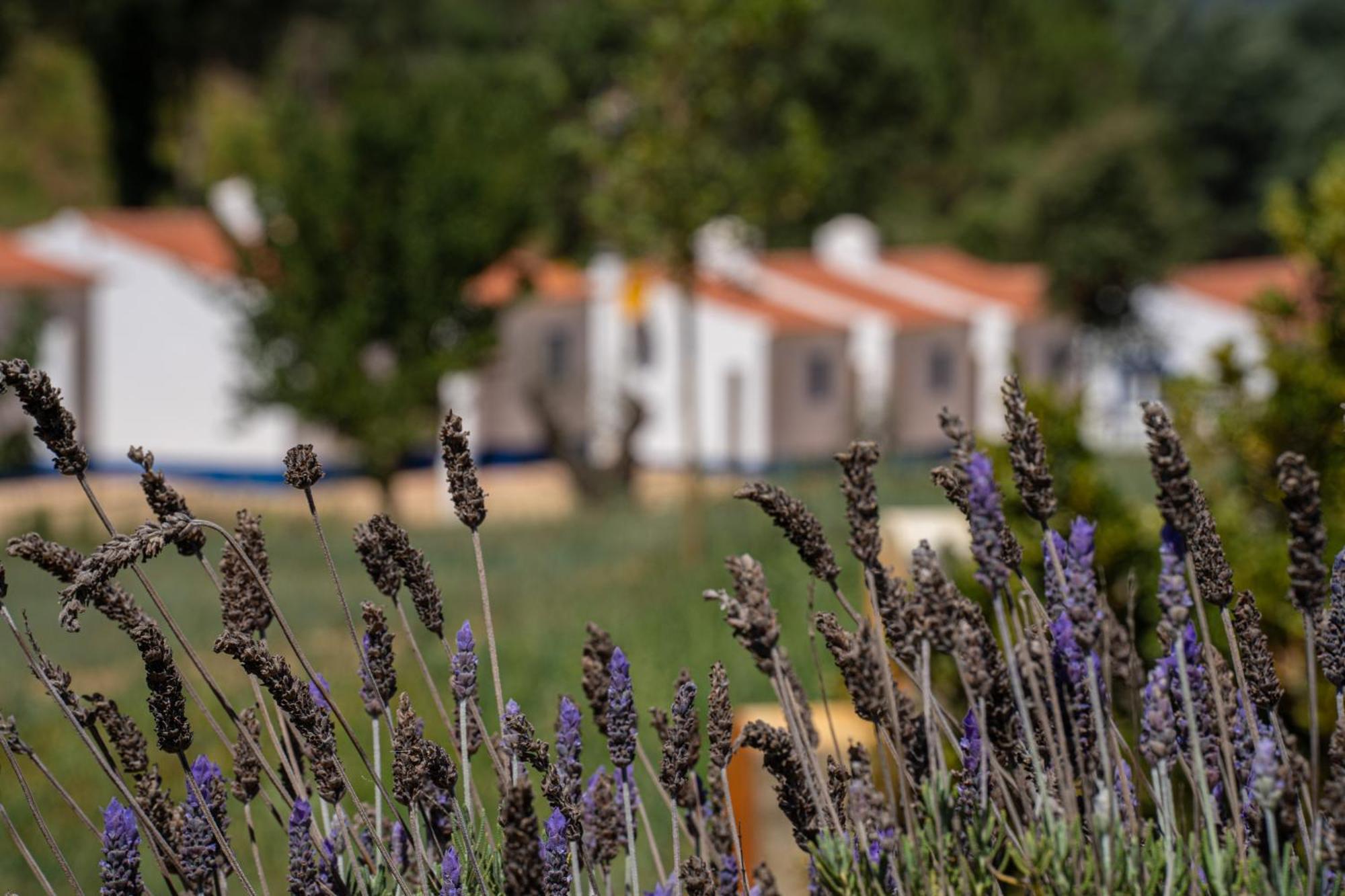 Vale Da Cassiopeia Guest House Cercal do Alentejo Екстериор снимка